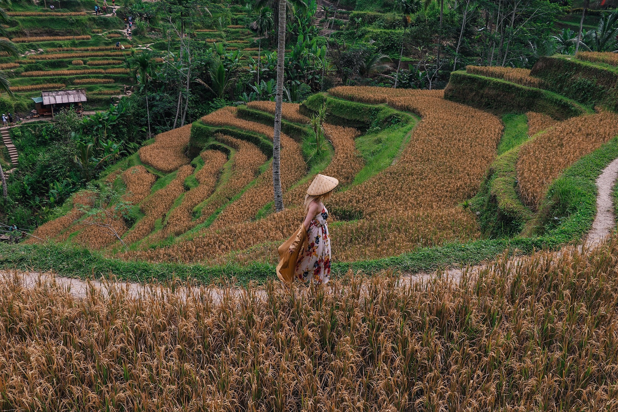 Tegallalang Rice Terraces in Ubud